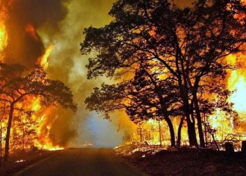 Delapan Daerah di Indonesia Siaga Bencana Kebakaran Hutan
