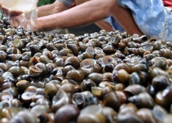 Peternak Siput ini Raup Triliunan Rupiah, Begini Kisahnya