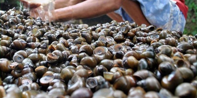 Peternak Siput ini Raup Triliunan Rupiah, Begini Kisahnya