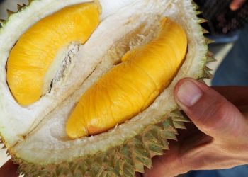 Hanya Jualan Durian, Pengusaha Malaysia Kaya Raya