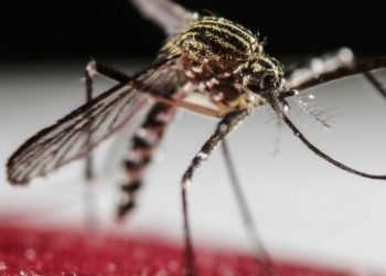 Demam Berdarah Mewabah di Filipina, 450 Jiwa Meninggal