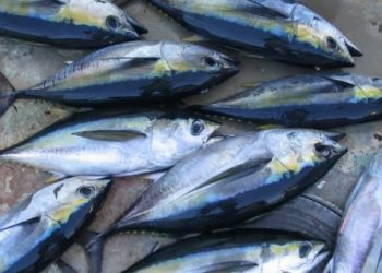 Maluku Ekspor 25 Ton Yellowfin Tuna ke Thailand