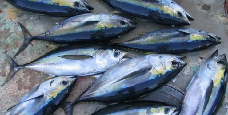 Indonesia Dorong Pengelolaan Perikanan Tuna yang adil di Samudera Hindia 1 Maluku Ekspor 25 Ton Yellowfin Tuna ke Thailand