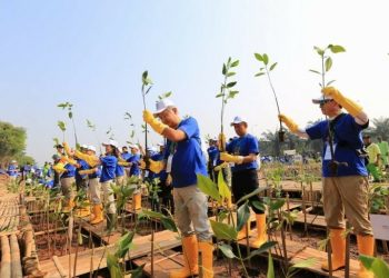 Dukung Mitigasi Perubahan Iklim, Perusahaan Jepang Tanam Mangorove