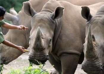 Aktivis Serukan Pelestarian Badak dan Hutan
