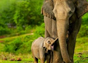Gajah Sumatera Diambang Punah, Penyelamatan harus Kolaboratif