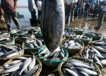 Hasil Laut Melimpah, Indonesia Ekspor Ikan 8.900 Ton ke 21 Negara