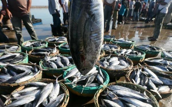 Hasil Laut Melimpah, Indonesia Ekspor Ikan 8.900 Ton ke 21 Negara 1 Hasil Laut Melimpah, Indonesia Ekspor Ikan 8.900 Ton ke 21 Negara