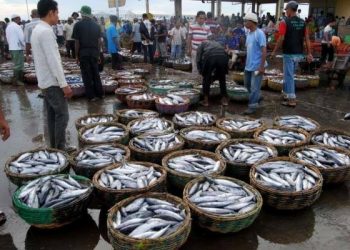 Pertama Kalinya, Indonesia Luncurkan Tempat Pelelangan Ikan Digital