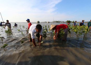 Pesisir Banten Terancam, 60 Persen Hutan Mangorove Hilang