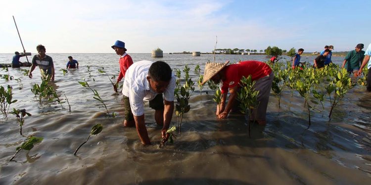 Pesisir Banten Terancam, 60 Persen Hutan Mangorove Hilang