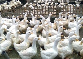 Peternak Menjerit, Minta Pemerintah Tutup Keran Impor Bebek dari Malaysia 1