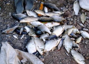 Diduga Tercemar Limbah, Ribuan Ikan Mati di Sungai Surabaya