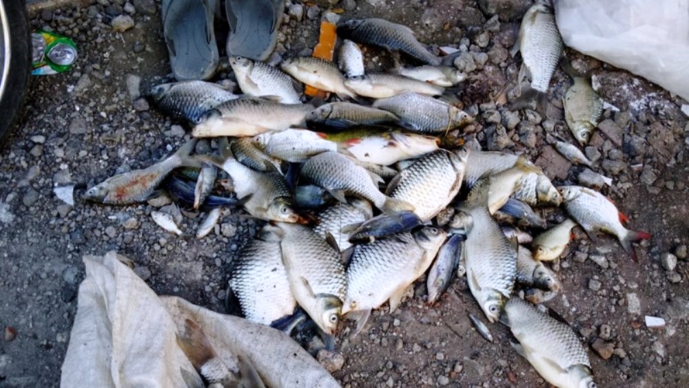 Diduga Tercemar Limbah  Ribuan Ikan  Mati di Sungai 