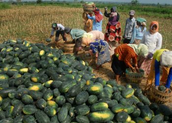 Indonesia Ekspor 20,1 Ton Buah Semangka ke Timor Leste