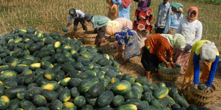 Indonesia Ekspor 20,1 Ton Buah Semangka ke Timor Leste