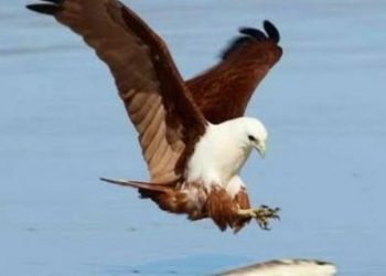 Populasi Elang Bondol di Kepulauan Seribu Kian Terancam Punah