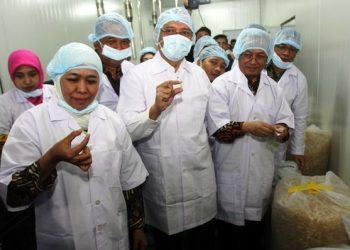 Inovasi Didunia Sains, UNAIR Luncurkan Industri Cangkang Kapsul Rumput Laut