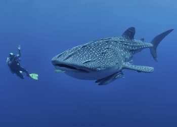 Indonesia Dorong Konservasi Hiu dan Pari di Forum CITES CoP18 Jenewa