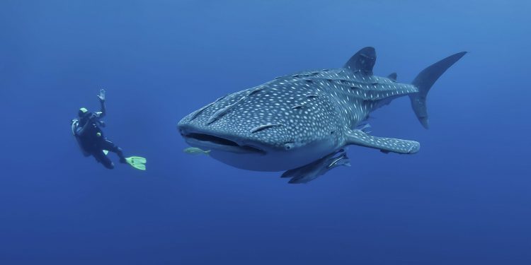 Indonesia Dorong Konservasi Hiu dan Pari di Forum CITES CoP18 Jenewa