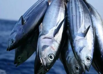 Komisi Perikanan Regional Apresiasi Basis Data Produksi Ikan Tuna Indonesia