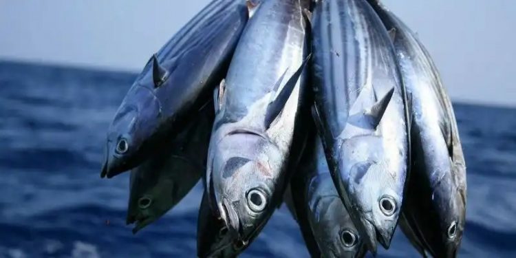 Komisi Perikanan Regional Apresiasi Basis Data Produksi Ikan Tuna Indonesia