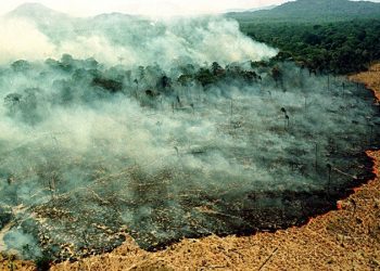 Earth Alliance Siapkan Rp71 Miliar Atasi Kebakaran Amazon