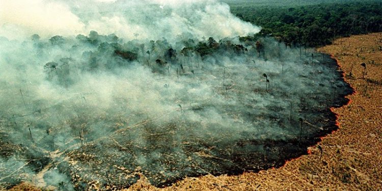 Earth Alliance Siapkan Rp71 Miliar Atasi Kebakaran Amazon