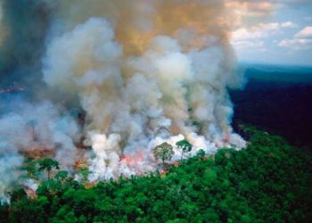 UNEP : Hutan Amazon Benteng Terakhir Melawan Krisis Iklim Global