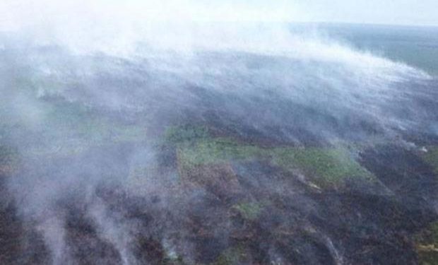 Kebakaran di Taman Nasional Tesso Nilo Mendekati Habitat Gajah