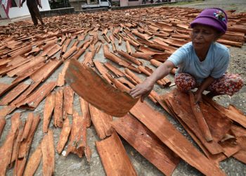 Kulit Kayu Manis Indonesia Tembus Pasar Prancis dan AS