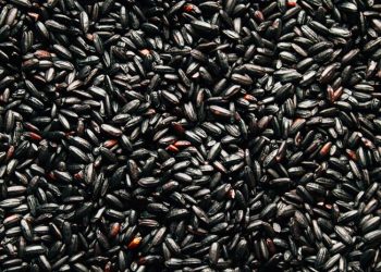 Indonesia Pacu Ekspor Beras Hitam di Pasar Dunia