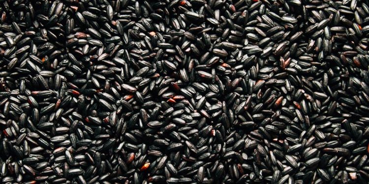Indonesia Pacu Ekspor Beras Hitam di Pasar Dunia