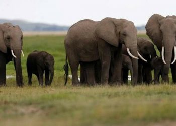 Lindungi Satwa, Singapura Larang Total Penjualan Domestik Gading Gajah