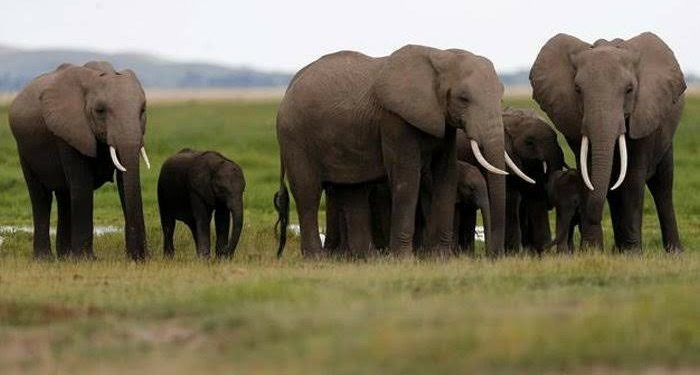 Lindungi Satwa, Singapura Larang Total Penjualan Domestik Gading Gajah
