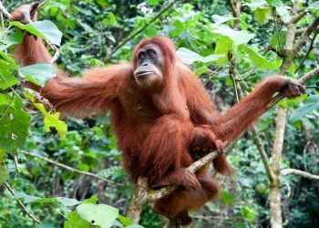Berlari dan Susur Sungai untuk Konservasi Orang Utan