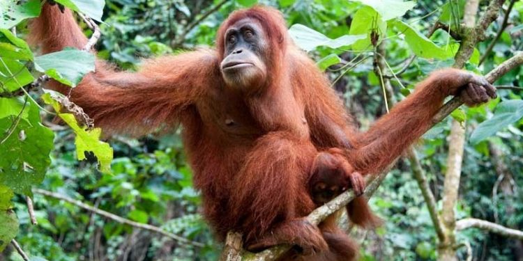 Berlari dan Susur Sungai untuk Konservasi Orang Utan 1 Berlari dan Susur Sungai untuk Konservasi Orang Utan