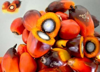 Ekspor Palm Kernel Indonesia ke Malaysia Capai 640 Ton per Bulan