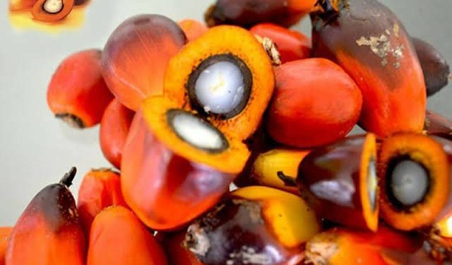 Ekspor Palm Kernel Indonesia ke Malaysia Capai 640 Ton per Bulan