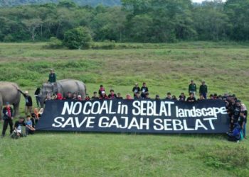 Ancam Habitat Gajah, Aktivis Tolak Tambang Batu Bara
