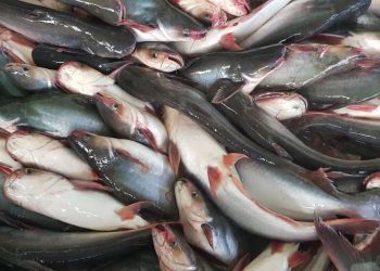 Indonesia Genjot Ekspor 1.000 Ton Ikan Patin ke Arab Saudi