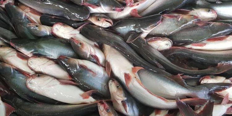 Indonesia Genjot Ekspor 1.000 Ton Ikan Patin ke Arab Saudi 1 Indonesia Genjot Ekspor 1.000 Ton Ikan Patin ke Arab Saudi