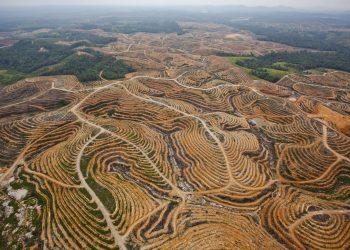 Jutaan Hektare Lahan Perkebunan Sawit di Indonesia Bermasalah