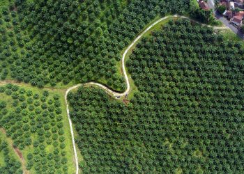 Smart Agriculture Tawarkan Solusi Perkebunan Berkelanjutan di Indonesia