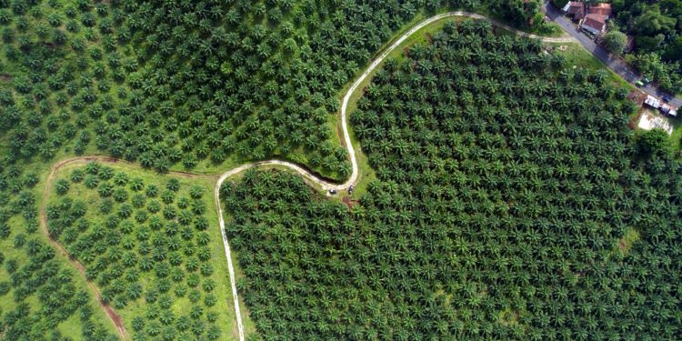 Smart Agriculture Tawarkan Solusi Perkebunan Berkelanjutan di Indonesia