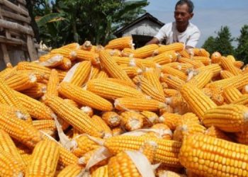 Impor Jagung China Mengancam Industri Pati Jagung Indonesia