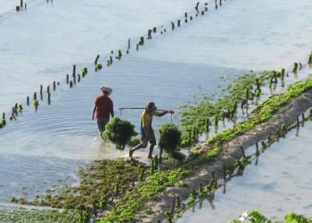 Banten Ekspor 96 Ton Rumput Laut di ASEAN