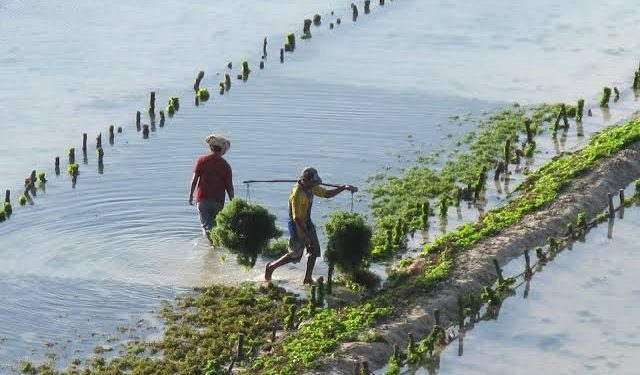 Banten Ekspor 96 Ton Rumput Laut di ASEAN