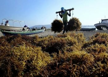 Kemenperin Dorong Hilirisasi Industri Rumput Laut