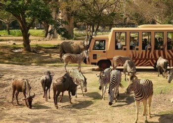 Dukung Konservasi, TSI Gelar Kontes Foto Satwa di Bali Safari Park